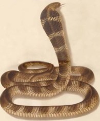 Animals For Kids King Cobra Snake