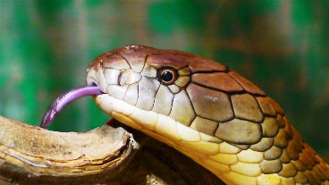 8 Intriguing King Cobra Facts