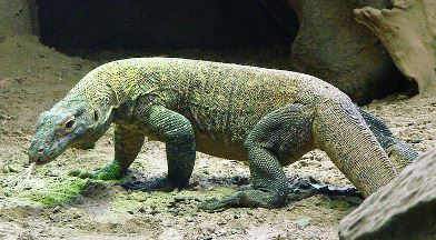 A young Komodo