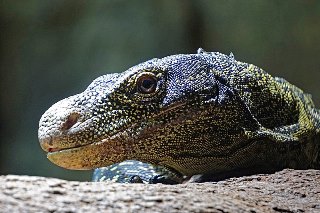 Komodo dragon head