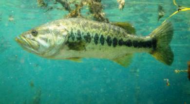 Animals: Largemouth Bass
