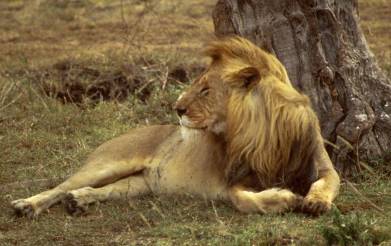Lions: Learn about the big cat that is the king of the jungle.