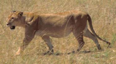 Lions: Learn about the big cat that is the king of the jungle.