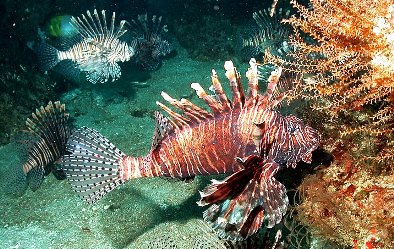 Animals Lionfish