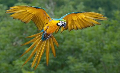 Macaw flying with open wings
