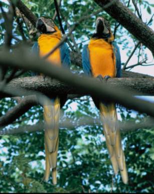 Two Macaws in a tree
