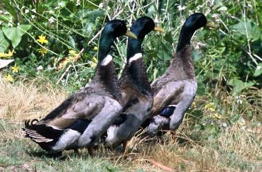 Three mallard ducks walking