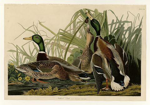 Drawing of three mallards