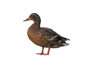 all about mallard ducks