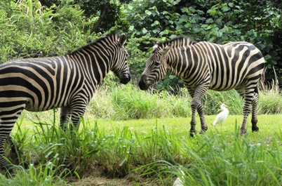 Two Zebras