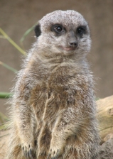 a meerkat sentry on the lookout for predators