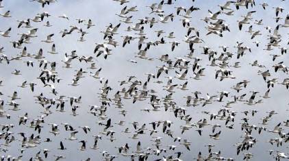 migrating geese