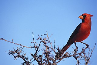 Male Northern Cardinal on a tree branch