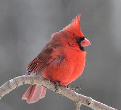 Male Northern Cardinal