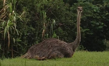 Photo of Ostrich Laying on grass