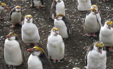 Penguins: Learn about these swimming birds.