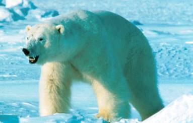 Polar Bears: Learn about these giant white animals.