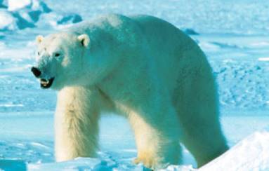 Polar bear walking