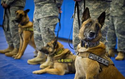 are police dogs service animals