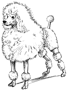 https://www.ducksters.com/animals/poodle_drawing.png