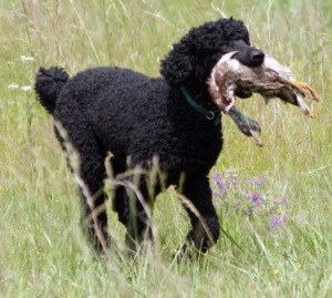 famous poodles in history