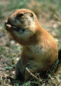 Prairie dog