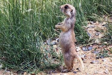 what do prairie dogs look like