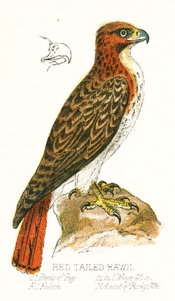 Drawing of a Red-Tailed Hawk