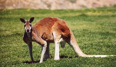 Red Kangaroo looking