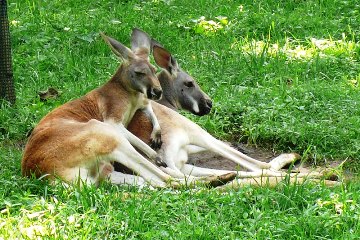 Red Kangaroos