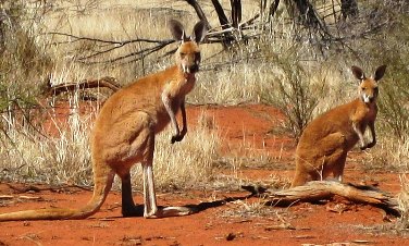 Red Roos in the wild