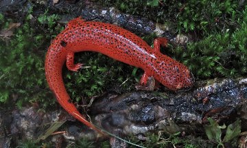 black chinned red salamander