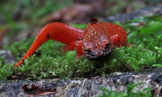 black chinned red salamander