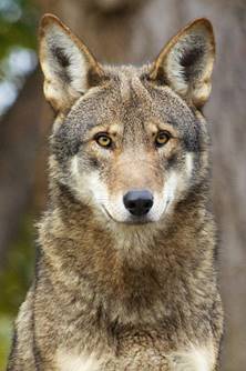 Red Wolf Head