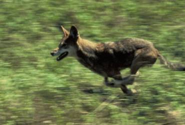 Red wolf running