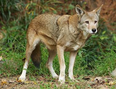 Red Wolf standing