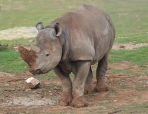 A Baby Rhino