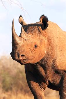 Black rhino head