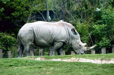 Rhinoceros: Learn about these giant animals.
