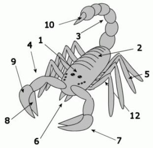 The anatomy of a scorpion