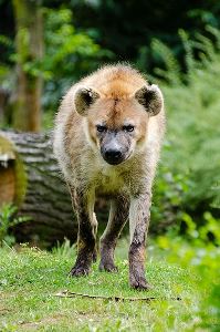 Spotted Hyena