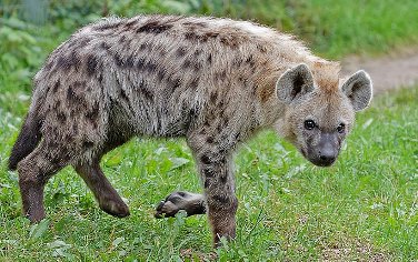 Animals: Spotted Hyena