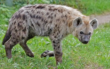 are hyenas more like dogs or cats