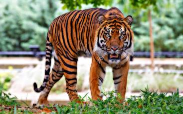 Animals: Tiger