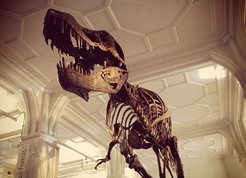 8 Facts About the Fearsome T. Rex