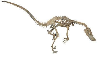 Raptor dinosaur skeleton found in southern Alberta hailed a 'scientific  goldmine