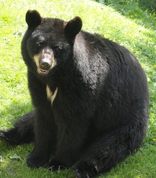 Bear at the zoo