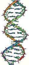 Drawing of a DNA double helix