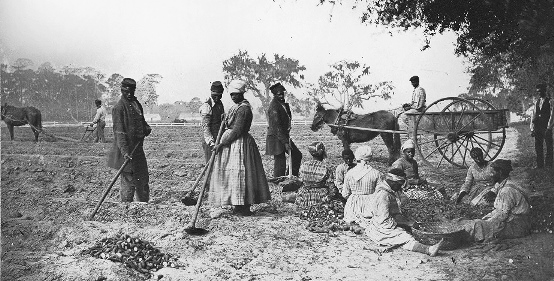 Picture of enslaved people in the South working a field