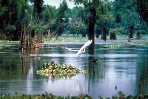 A swamp in Louisiana